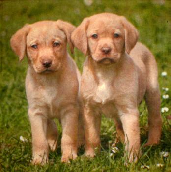 012 Hunde (12)